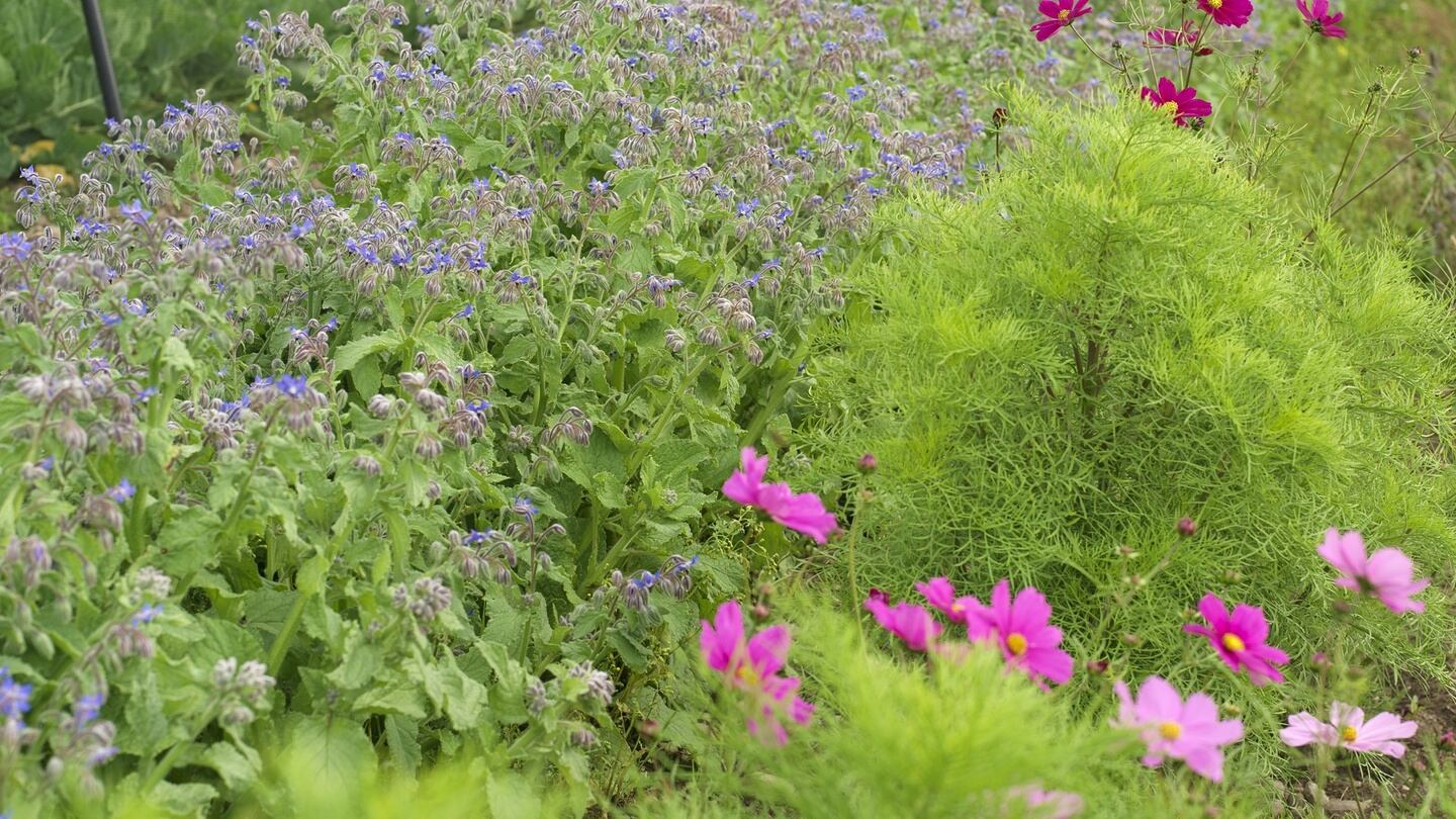 It’s a good time to prepare vegetable beds in kitchen gardens and allotments. Photograph: Richard Johnston