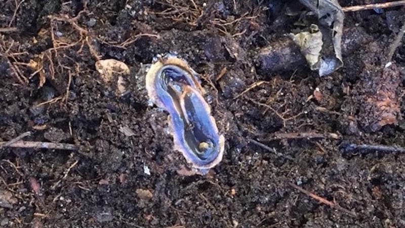 Eyes on nature: the Australian flatworm on Ruth Barrington’s compost heap