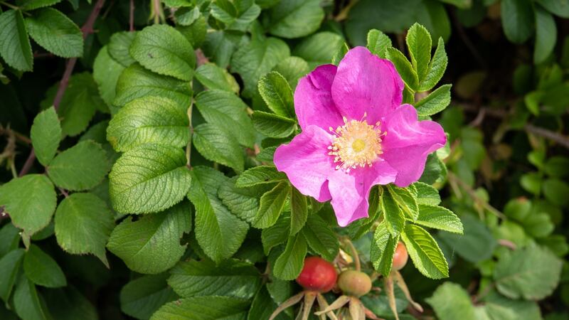 Rosa rugosa makes a hardy, informal, flowering hedge. Photograph: iStock