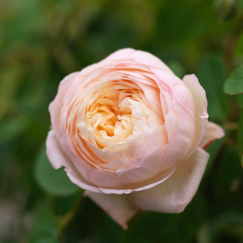 A David Austin rose flowering in an Irish garden. Photo Credit Richard Johnston