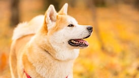 Boy attacked by grandmother’s guard dog settles case for €80,000