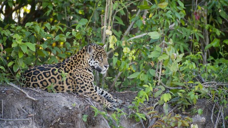 In the Pantanal: a jaguar on the bank of a Cuiabá tributary, in Brazil. Photograph: Wolfgang Kaehler/LightRocket via Getty