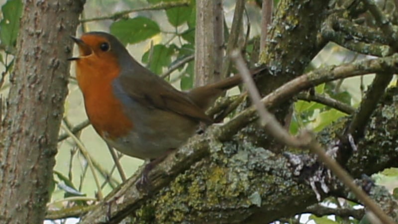 Robin
