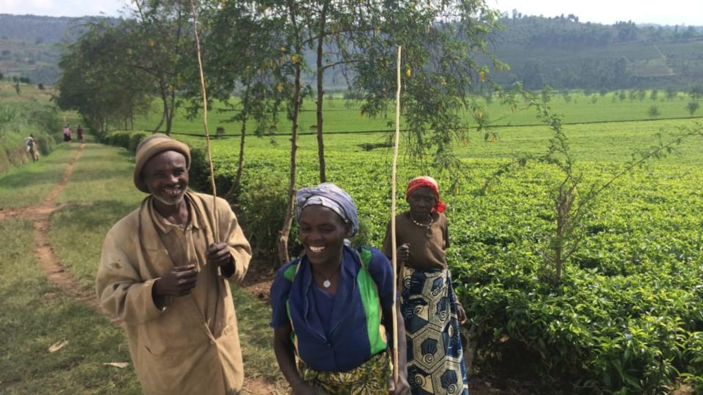 People at work at the Sorwathe Tea Plantation, 90 minutes from the Rwandan capital of Kigali. Photograph: Conor Pope