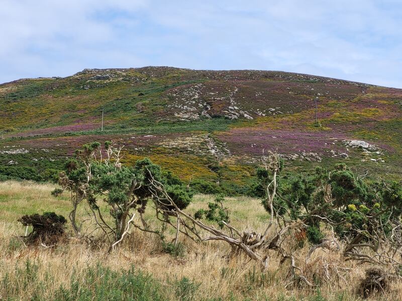 A hillside on Howth Head, Co Dublin, recovering from a fire in 2020