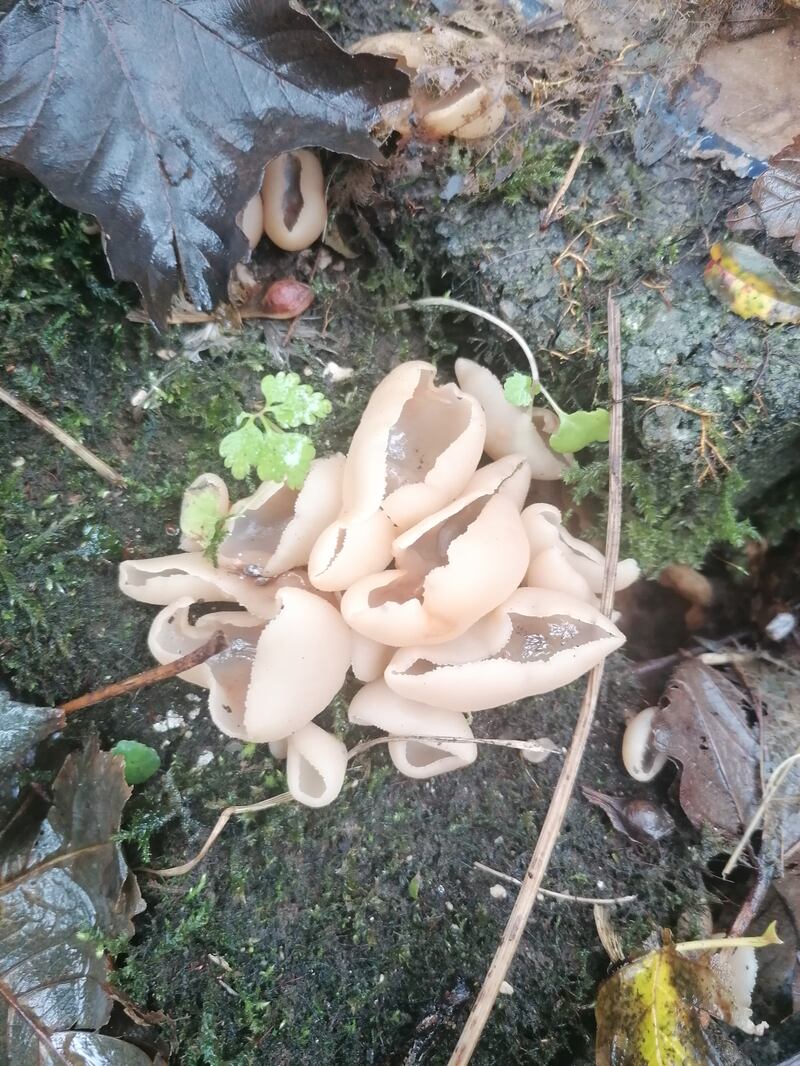 Cup fungus seen in Connemara. Photograph: Paul Dunne