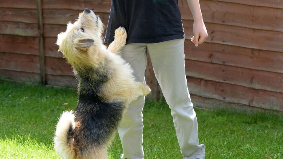 Evan with Max at home in  Co Kildare. Photograph: Dara Mac Dónaill