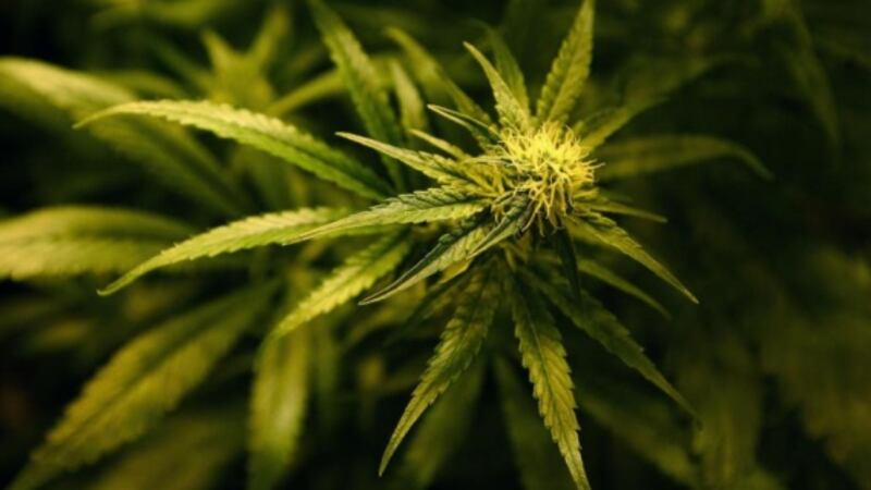 Man charged for underground growhouse
