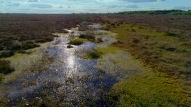 Local communities critical to restoring Ireland’s vast peatlands, academic says
