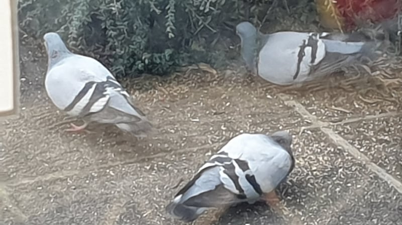Feral pigeons can sometimes look almost identical to rock doves.