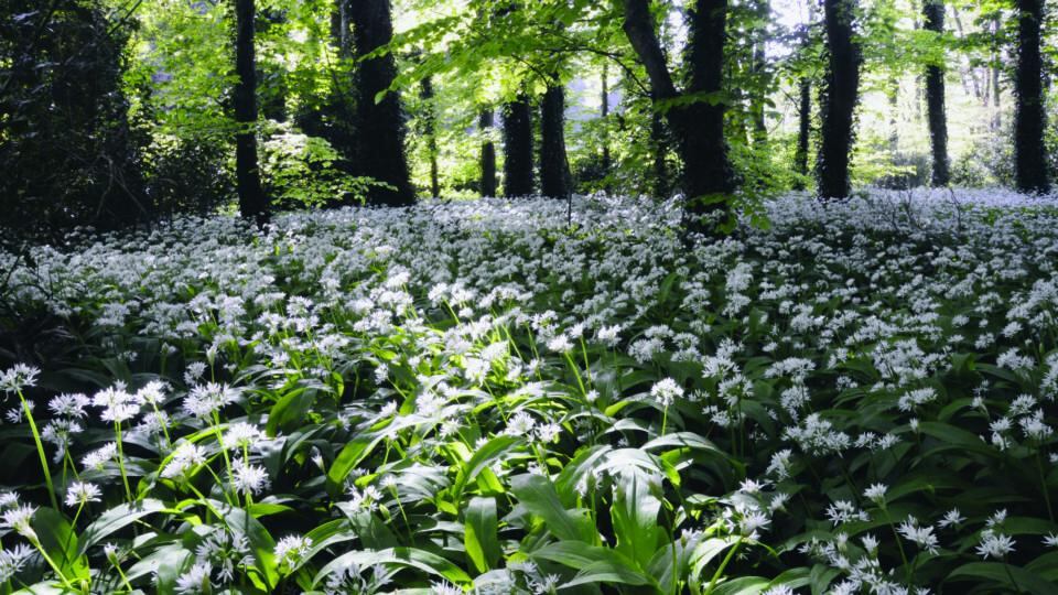 Wild garlic in the Glen of the Downs, which grows in great profusion in woodlands in Wicklow during May. Photograph: Michael Delahunty