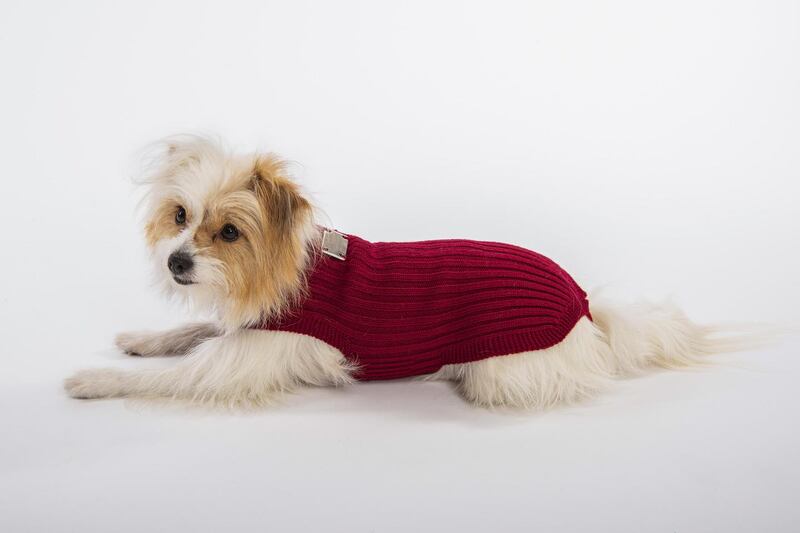 An Annalisa dog’s sweater in pure virgin wool from Temellini Milano