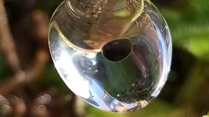 This single globule of frogspawn was suspended on a grass stalk in Portlaw Woods, Co Waterford