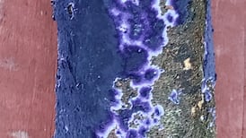 Eye on Nature: A striking fungus, algae and coral that goes by ‘Dead Man’s Fingers’