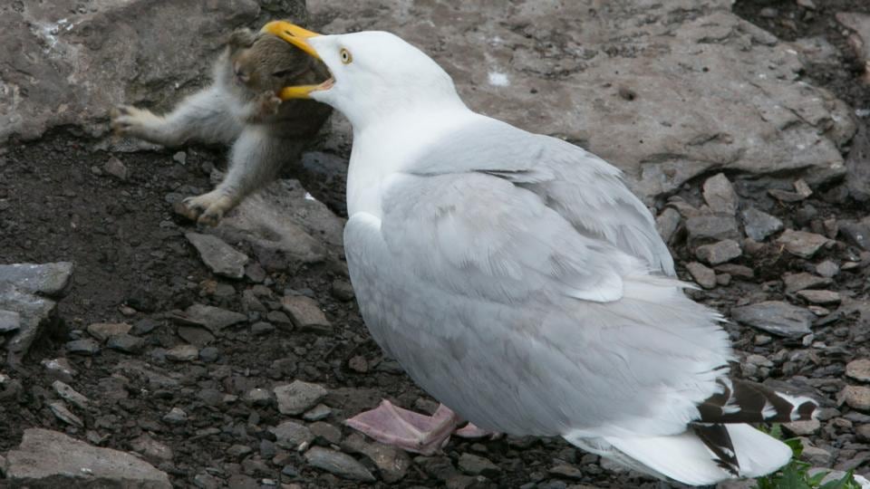 The rabbit tries to fight off the herring gull on Skellig Michael. Photograph: Michael Kelly