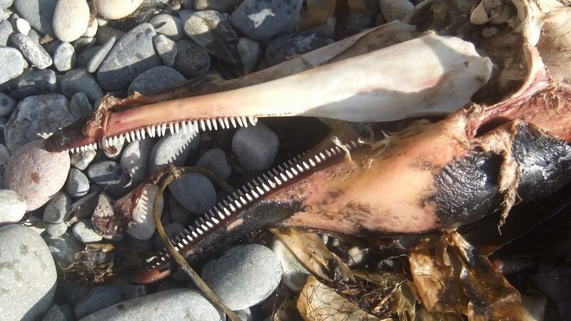 Judging by the number of teeth, this is most likely the carcass of a common dolphin.
