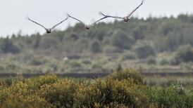 Europe's Nature Restoration Law is a vital measure which needs to be revived