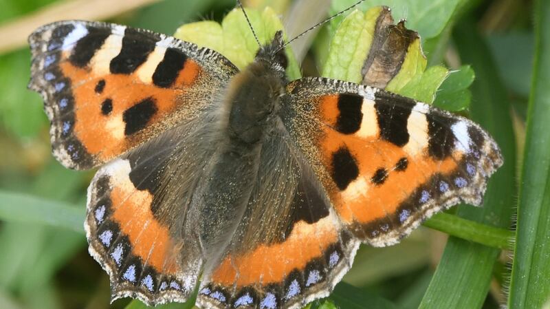 Small tortoisehell butterfly on the Tolka bank.
