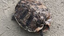 What are these washed up on Dollymount Strand? Readers’ nature queries