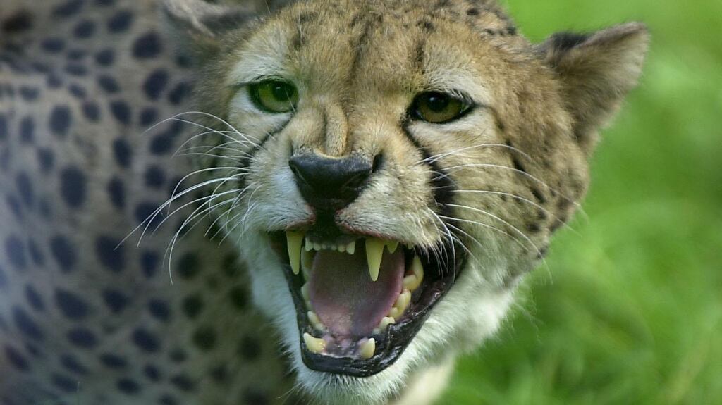 Fota has been home to some 1,350 animals. File photograph: The Irish Times