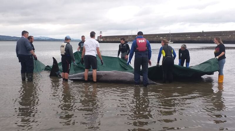 Photograph: Irish Whale and Dolphin Group/Facebook