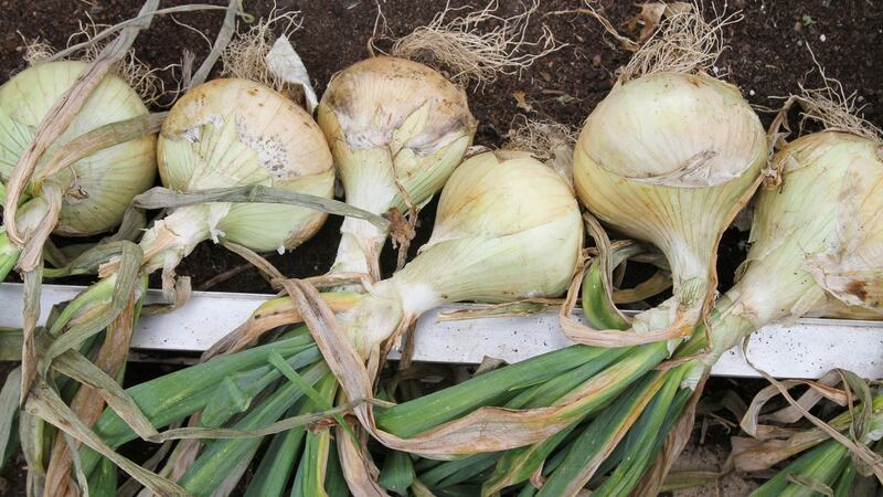 Freshly picked onions