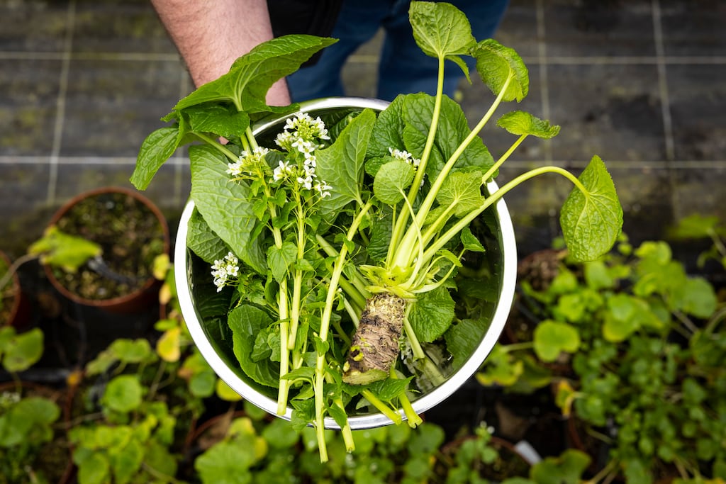Wasabi grown in Ireland by McCormack Family Farms. The root, stem, leaves and flowers of the plant are edible and have different culinary applications. Photograph: Shane O'Neill