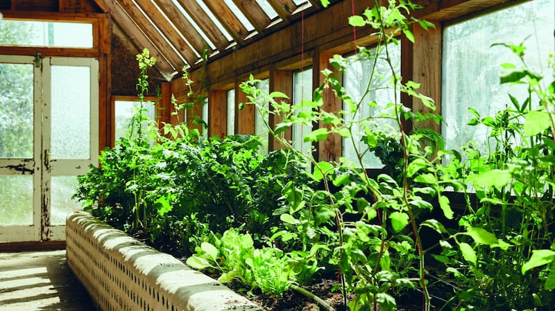 The greenhouse at Harrison Gardner’s home in Ennistymon. Photograph: Shantanu Starick