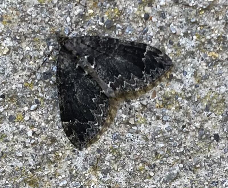 Common marbled carpet moth, supplied by Edward Shaw