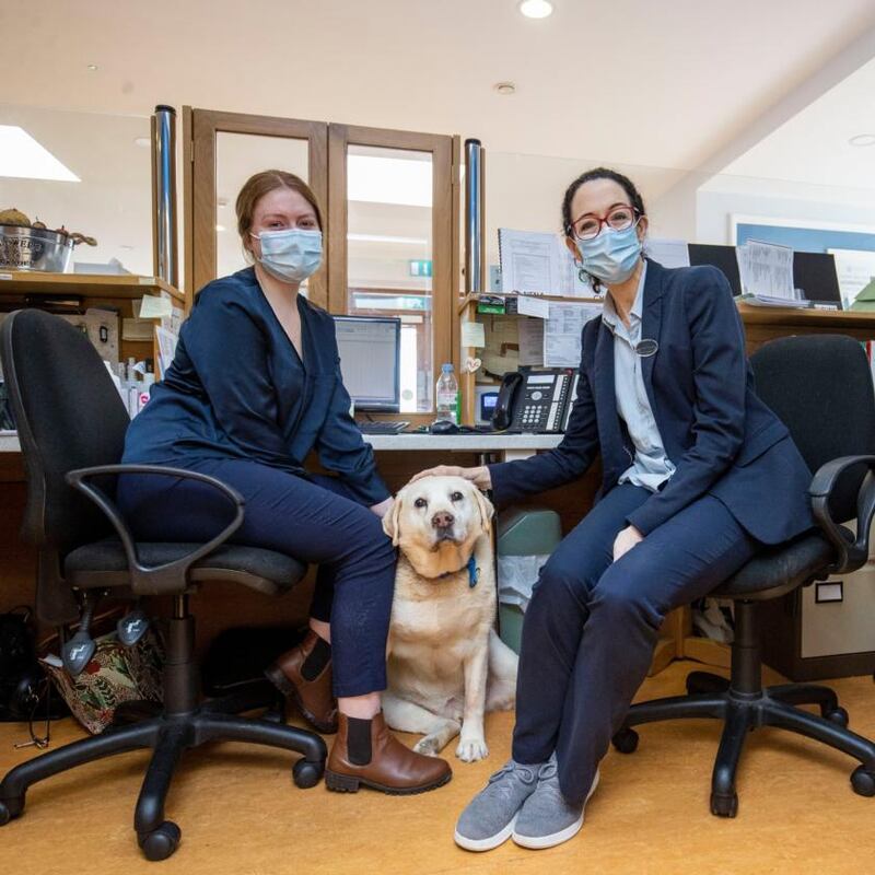 Talbot Lodge staff Lisa McEvoy and Peppina McLoughlin with Alfie the Labrador. Photograph: Tom Honan