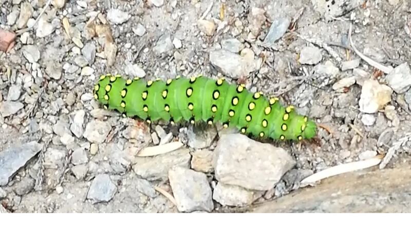 The caterpillar of the emperor moth