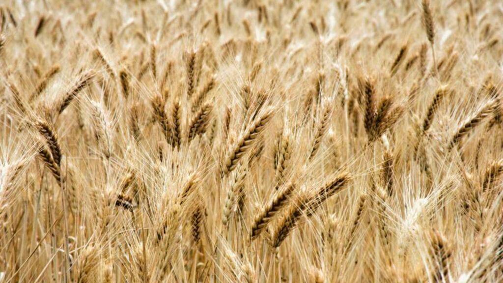 It is the second such deal for Cofco this year after it agreed to buy a majority stake in Dutch grain trader Nidera in February. Photograph: Reuters