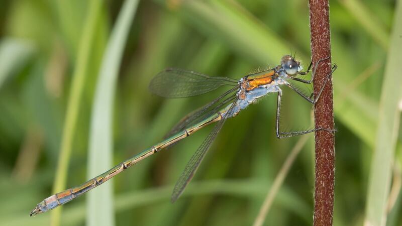 A male Banded Demoiselle (Pyrrhosoma nymphula), photographed by River Blackwater Co Cork. Unusually sitting with his wings fully open