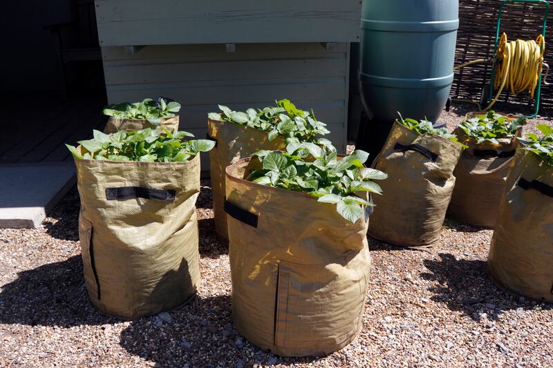 Potatoes growing in sacks, a very handy solution where limited space is involved. Photograph: Alamy/PA