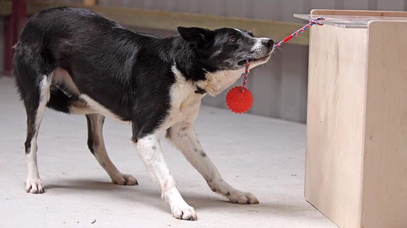 Recent studies have shown that brighter people tend to live longer, and so scientists believe if they can prove the same is true in dogs they can use them to study long-term health problems such as dementia. Photograph: Angela Driscoll/Kinloch sheepdogs/PA Wire