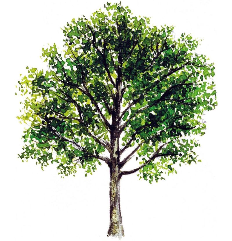 UNSPECIFIED - MARCH 03: Sessile oak, Cornish oak or Durmast oak (Quercus petraea), Fagaceae, tree with and without foliage, leaves, flowers and fruits, illustration. (Photo by DeAgostini/Getty Images)