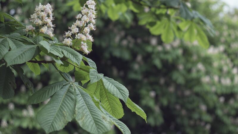 The flowers of a horse chestnut tree. Photograph: Getty Images