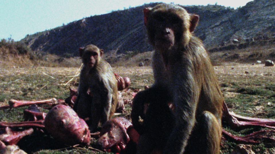 ‘This Monkey’, a 2009 film by Patrick Jolley. Still courtesy Patrick Jolley Estate