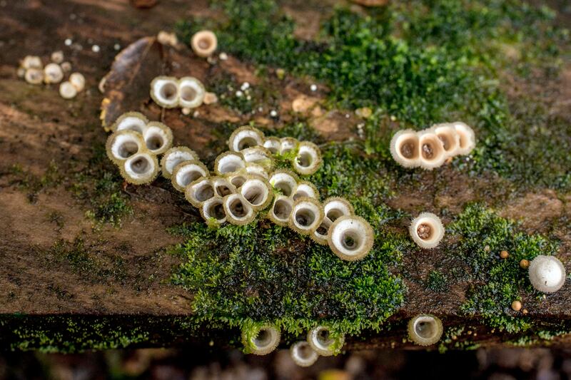 Mushrooms in Villarrica National Park in Chile. Some species can store exceptionally high amounts of carbon that would otherwise stay in the atmosphere. Photograph: Tomas Munita