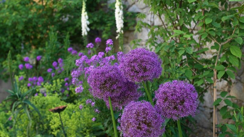 Helen and Val Dillon's new town garden in Monkstown Photo Credit Richard Johnston