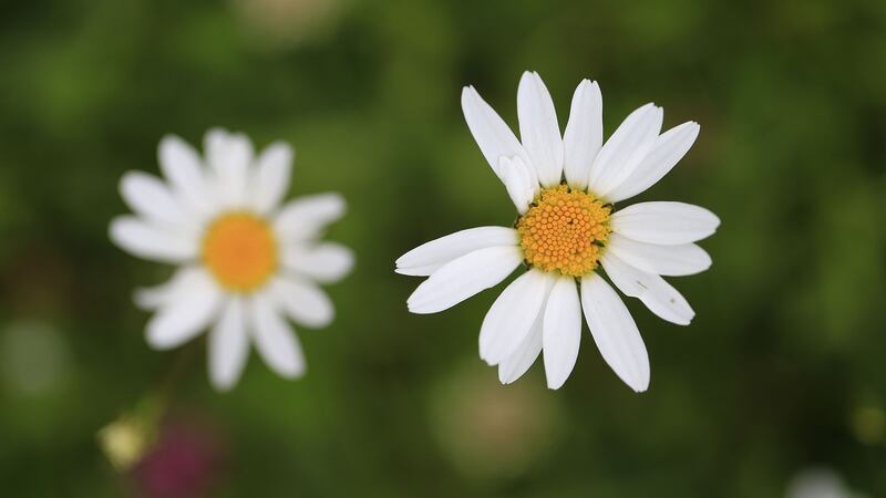 Wildflowers in Cabinteely Park, Co Dublin. Photograph: Nick Bradshaw