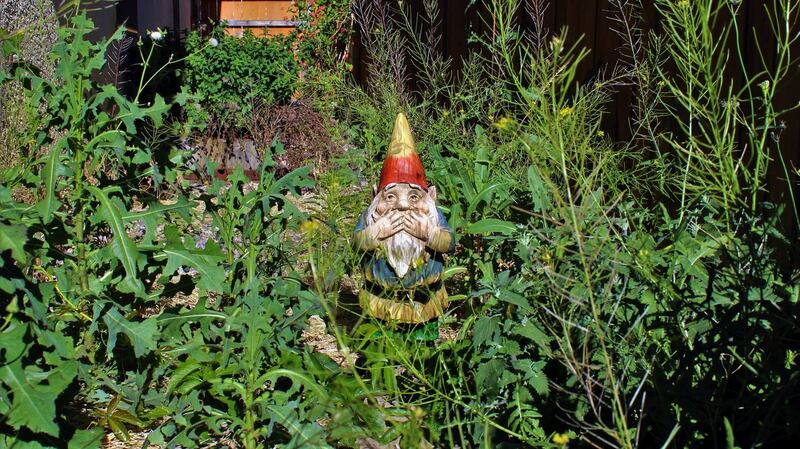 Don’t be too sentimental when cutting back an overgrown garden. Photograph: iStock