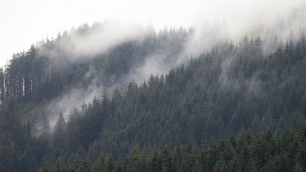 A forestry plantation at Sally Gap, Co Wicklow. Just 2,300 hectares were planted last year, 3,400 in 2019 and 4,200 in 2018