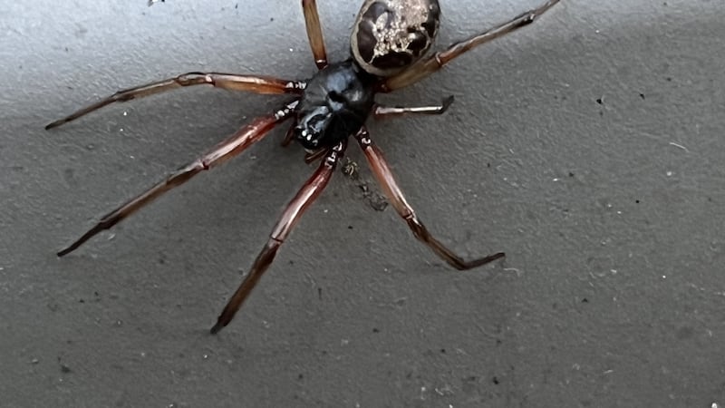 I think I spotted a false widow spider in my garden - what should I do?