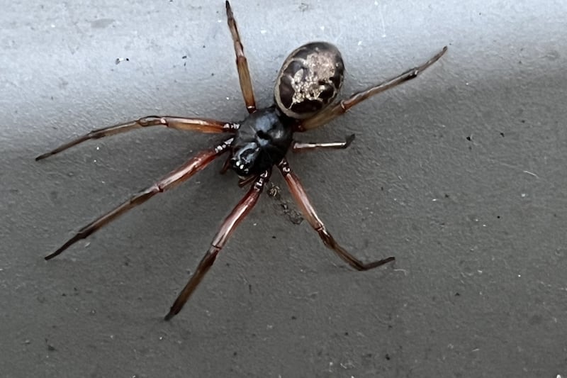 I think I spotted a false widow spider in my garden - what should I do?