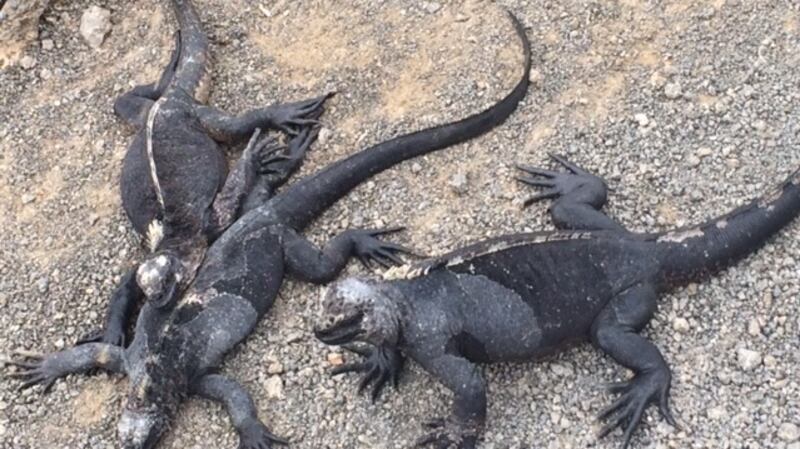 Iguanas on the Galápagos islands