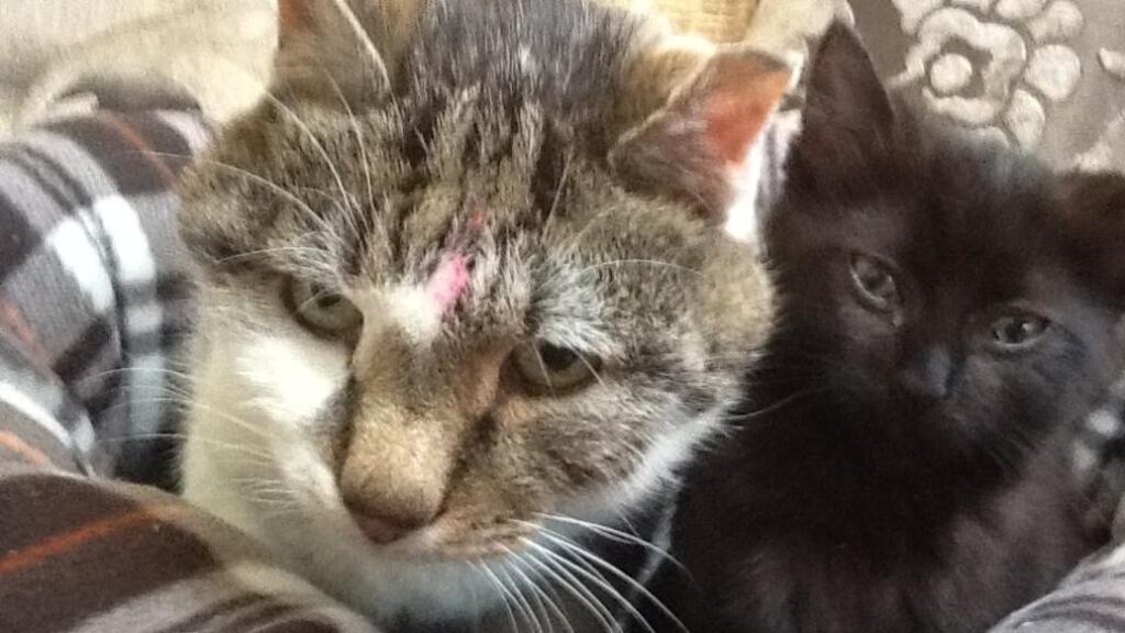 There was an attempt to rebrand cats to be less snobby and more in tune with the huggy internet age