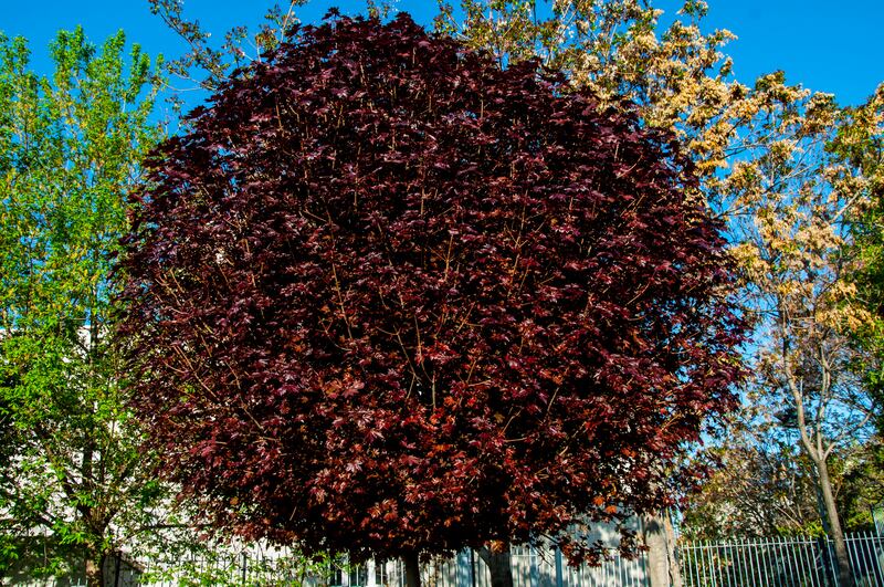 The ‘liverish-leaved’ Acer Crimson King. Photograph: iStock