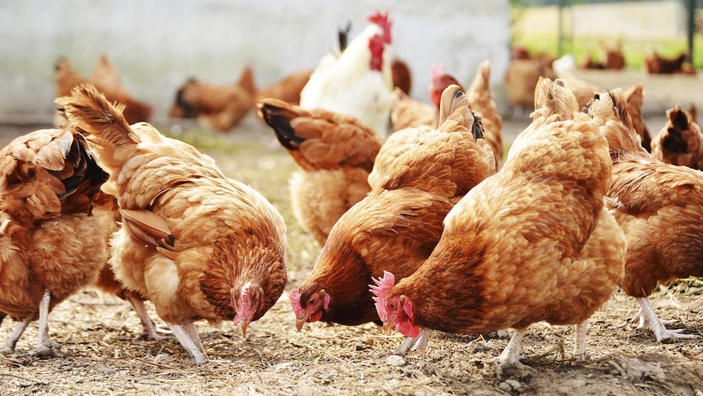 Hens and ducks at the farms in the Netherlands and England are being culled. Photograph: Thinkstock