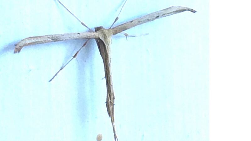Common plume moth